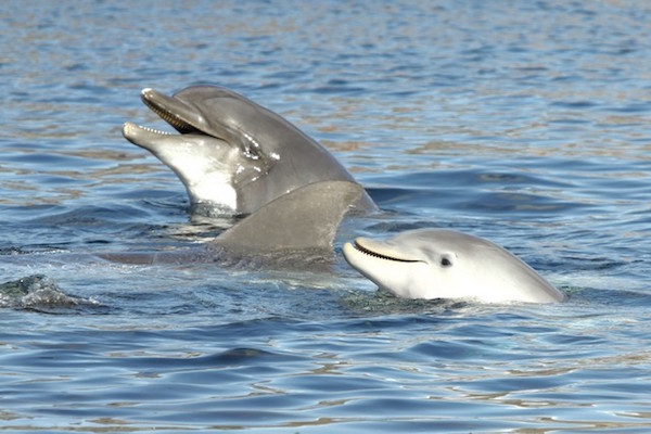 Vrolijke dolfijnen