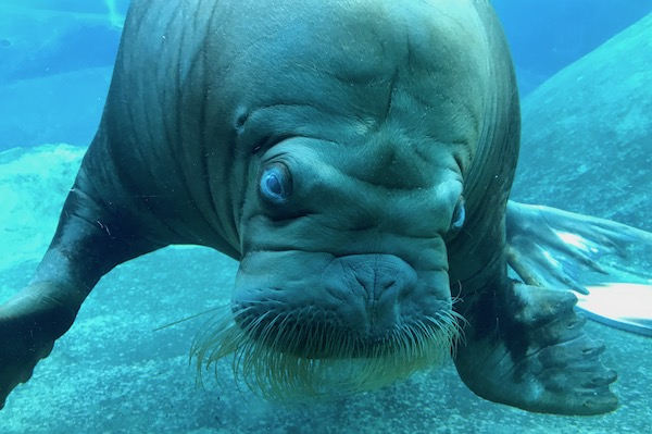 Walrus onderwater