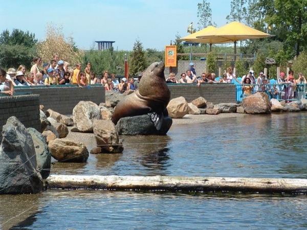 Trotse Walrus laat zich bekijken door publiek