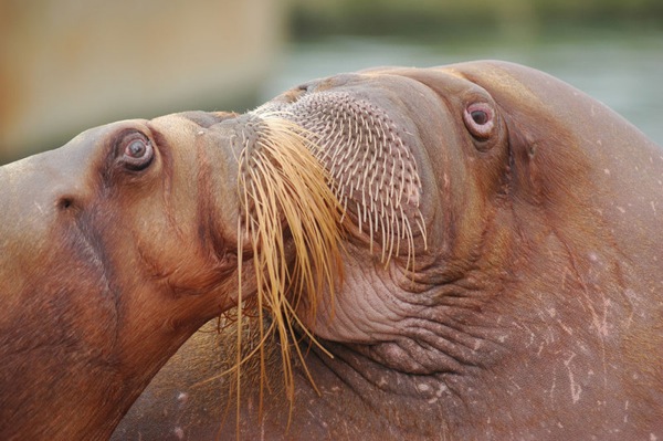 Walrussen geven elkaar een kusje
