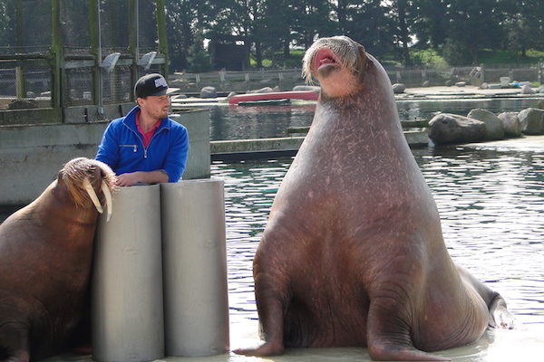 Walrussen met hun verzorger