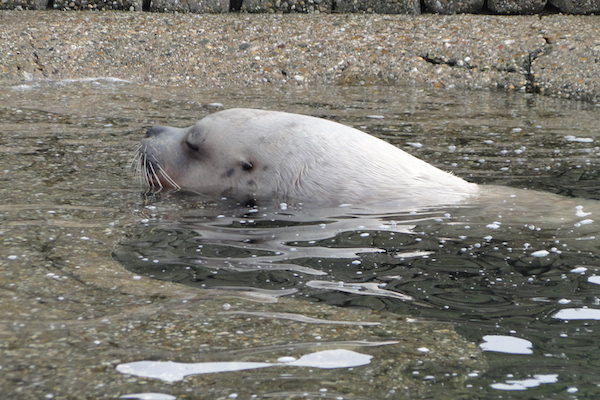 Dolfinarium: Zeeleeuw in het water