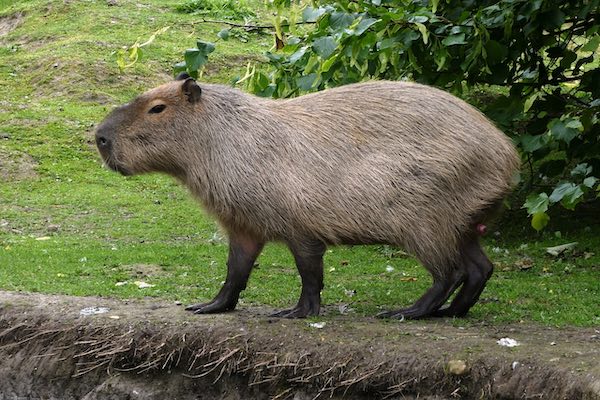 Bewonder de capybara in Faunapark Flakkee