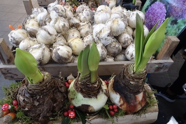 Herfstmarkt Groei & Bloei Noordoostpolder: Ontdek diverse soorten bollen