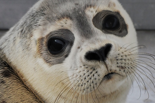 A Seal Zeehondenopvang in Stellendam