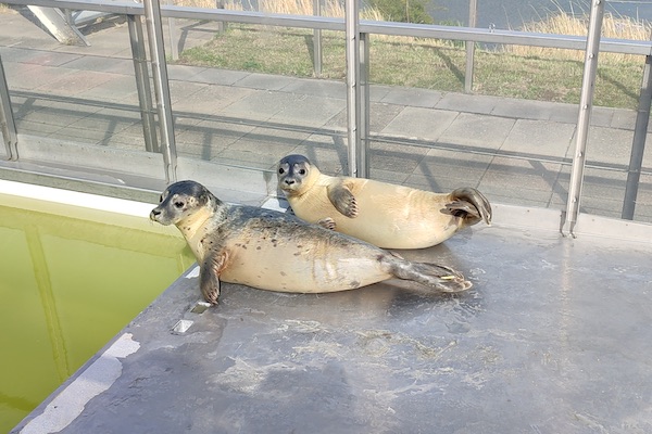 Neem een kijkje bij de zeehondenopvang