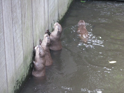 Dierenpark Wissel: Otters voeren