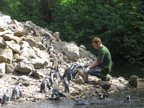 Dierenpark Wissel: Pinguins voeren