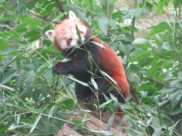 Dierenpark Wissel: De Rode panda