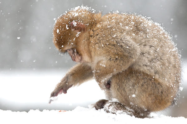 De aapjes in de Apenheul spelen en ontdekken de sneeuw