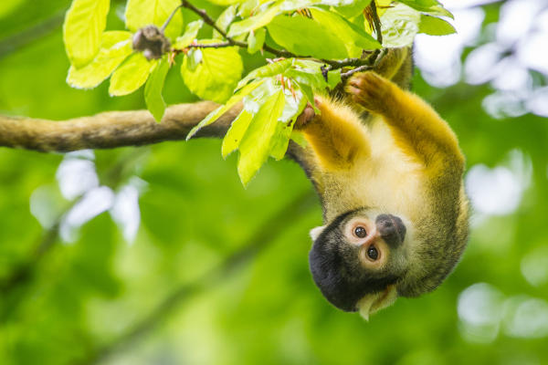 Dierentuin Apenheul: Doodshoofdaapje in de bomen