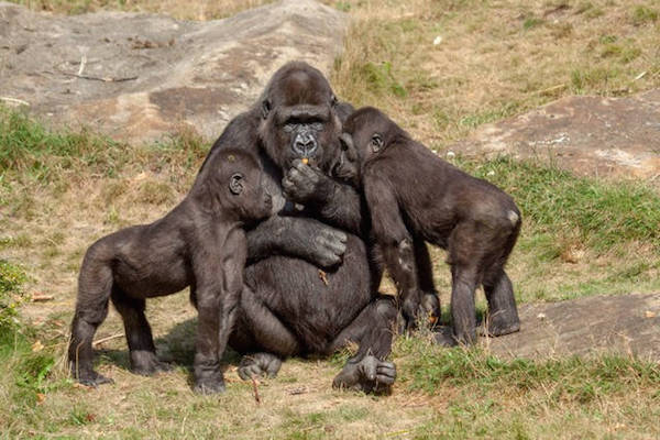 Gorilla familie