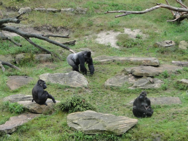 Een gorilla groep met de grote zilverrug