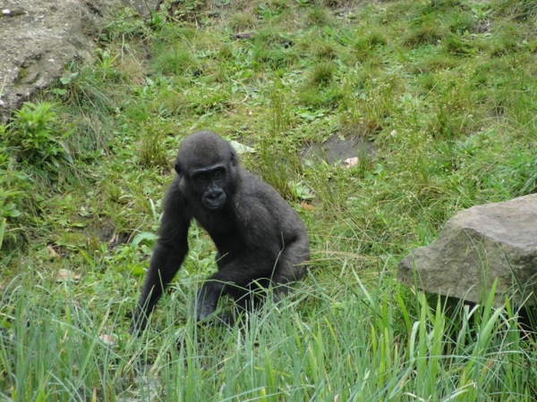Gorilla jong kijkt toe