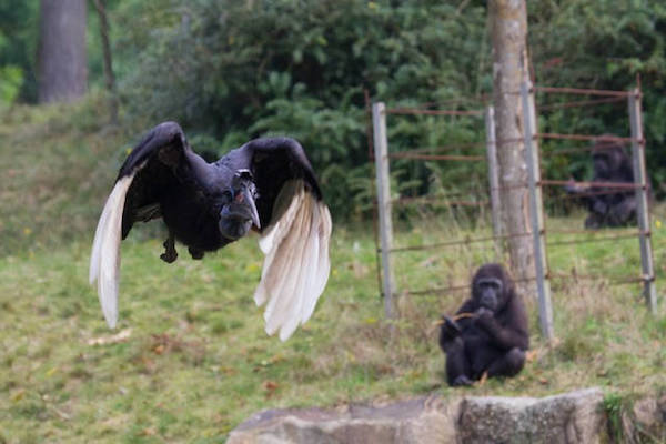 Gorilla kijkt naar vogel