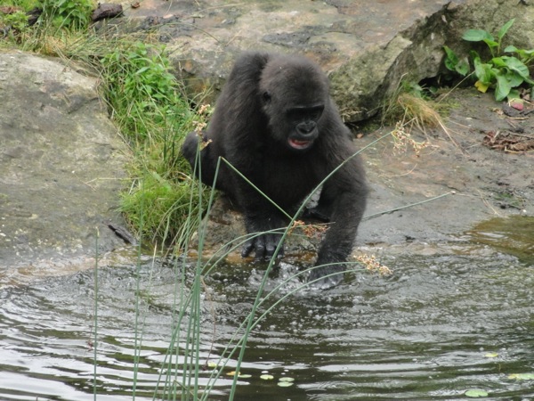 Gorilla jong wist zichzelf weg uit het water