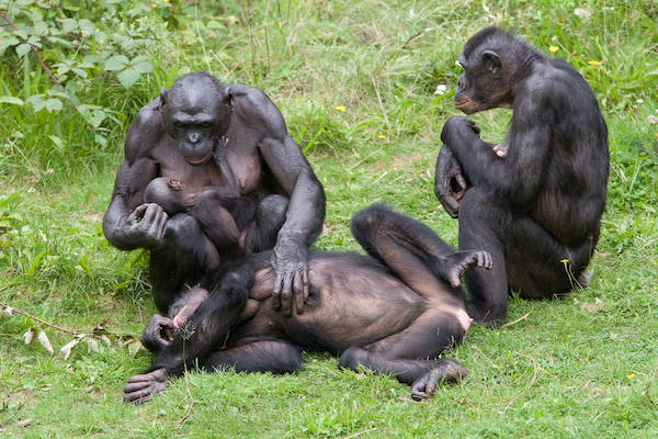 Groep bonobo’s