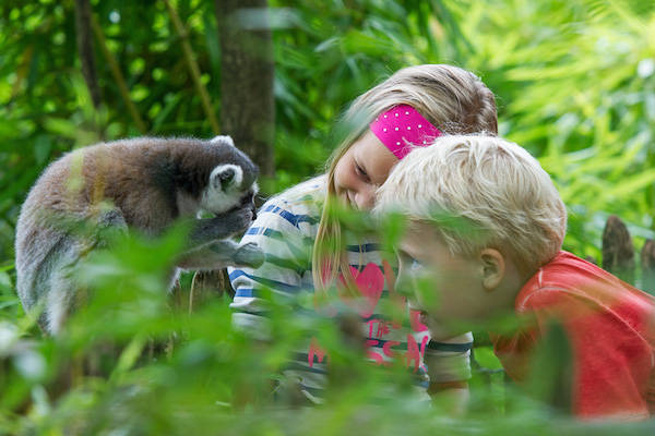 Sta oog in oog met loslopende aapjes in de Dierentuin