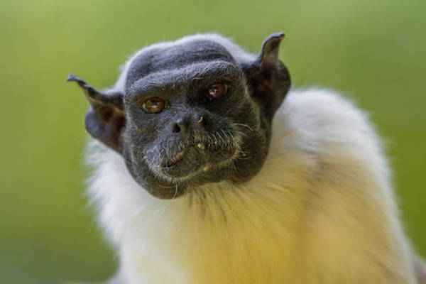 Manteltamarin