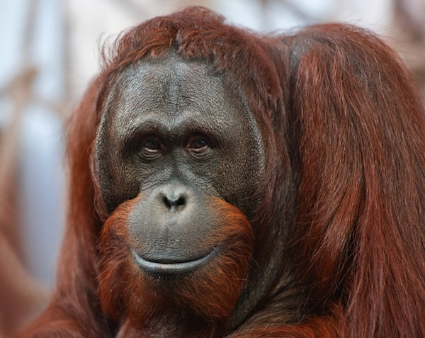 De nieuwe orang-oetan koning Amos