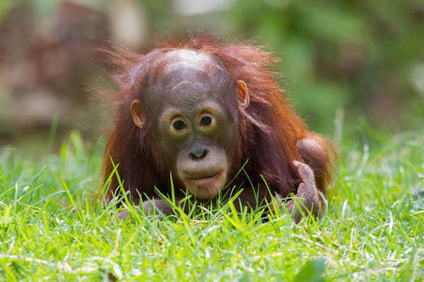 Kleine Orang Oetan