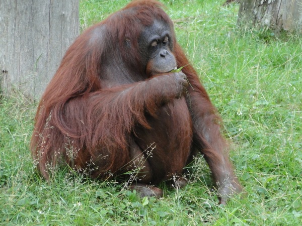 Orang Oetan is een hapje aan het eten