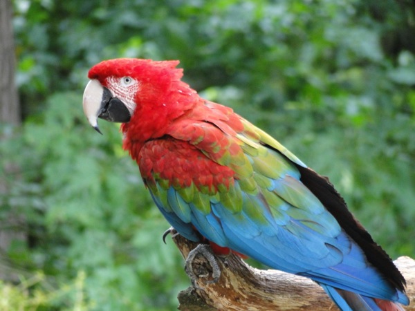 Prachtige papagaai