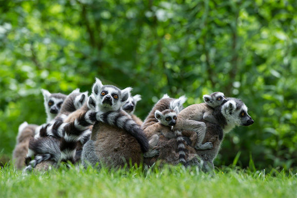 Ringstaartmaki familie