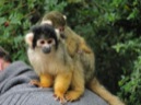 Afbeelding van Dierentuin Apenheul