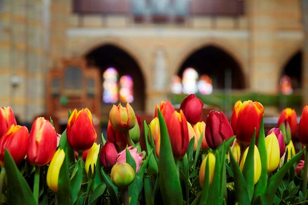 In april en mei is Haarlem dé bloemenstad van Nederland