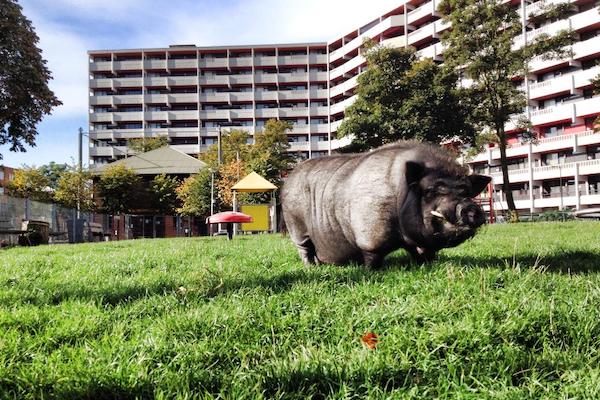 Kinderboerderij Gliphoeve: Henkie geniet van de zon