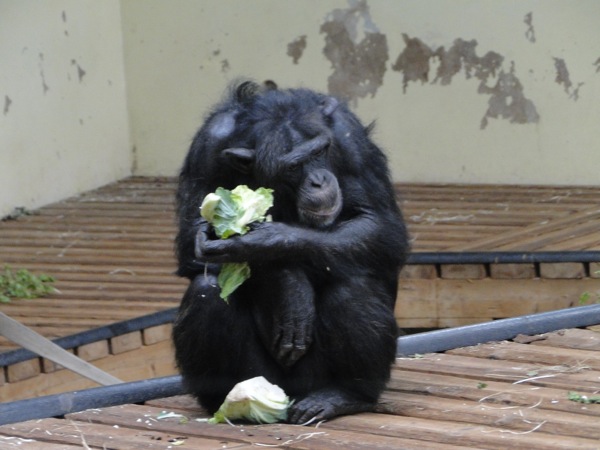 Chimpansee aan het eten