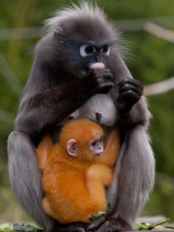 Burgers Zoo: Oranje Brillangoer jong