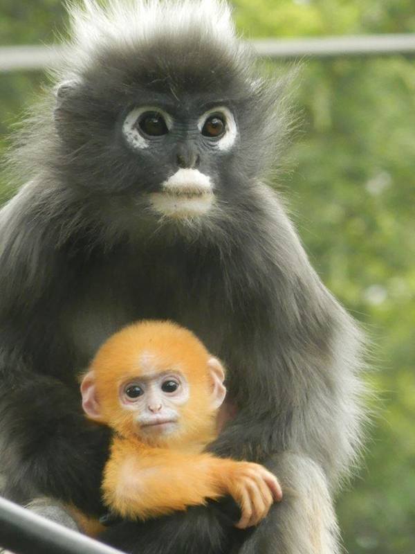 Oranje WK geluksaapje bij Burger Zoo