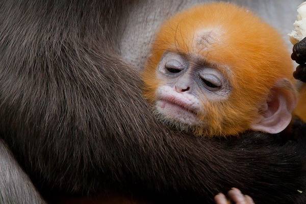 Burgers Zoo: Oranje Brillangoer jong slaapt bij moeder