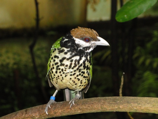 Vogel in de Bush