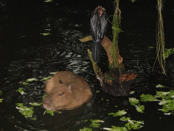 Capybara aan het eten