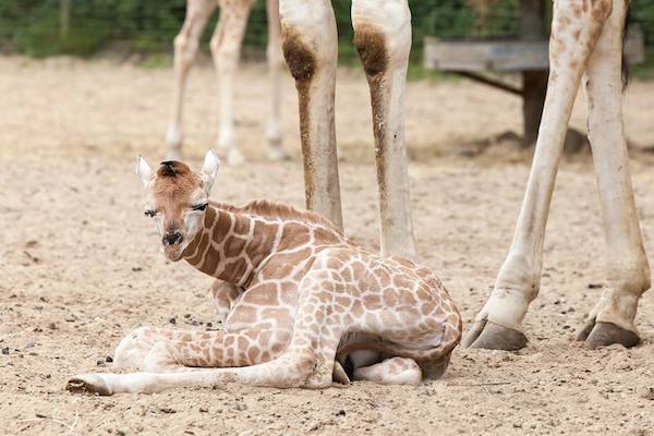 Burgers Zoo in Arnhem