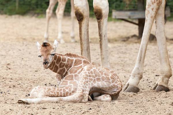 Burgers Zoo