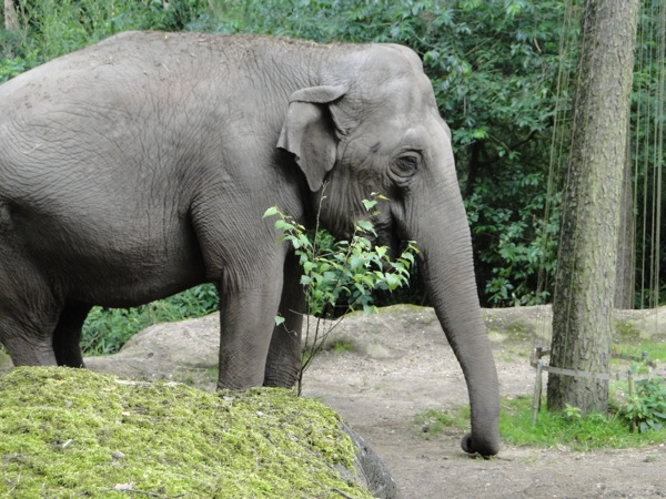 Voorkom dat je nog meer korting voor Burgers Zoo mist