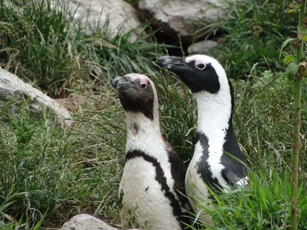 De Pinguïns heten je welkom