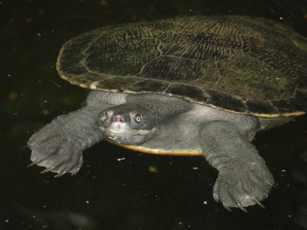 Schildpad zwemt lekker rond
