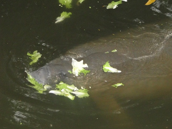 Een grote Zeekoe