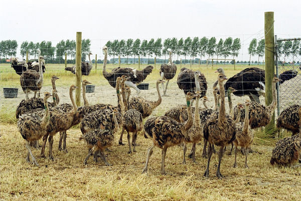 Ontdek meer dan 150 struisvogels