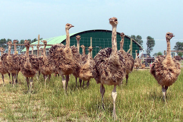 Een unieke bezoekboerderij