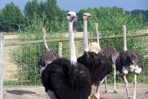 Struisvogelboerderij Monnikenwerve: Tijdens de rondleiding komt men alles te weten over deze grote loopvogel