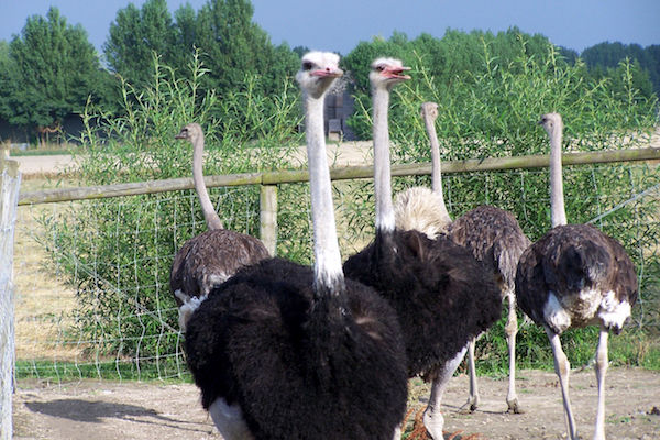 Struisvogelboerderij Monnikenwerve in Sluis