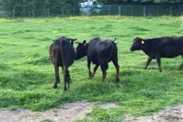 Kinderboerderij de Beestenborg: Ontdek een grote variëteit aan dieren