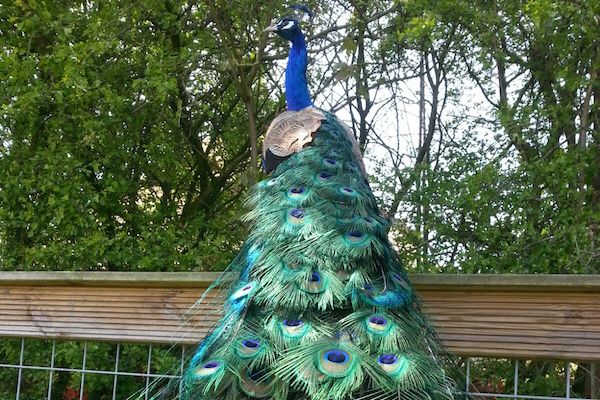 Sta oog in oog met prachtige dieren
