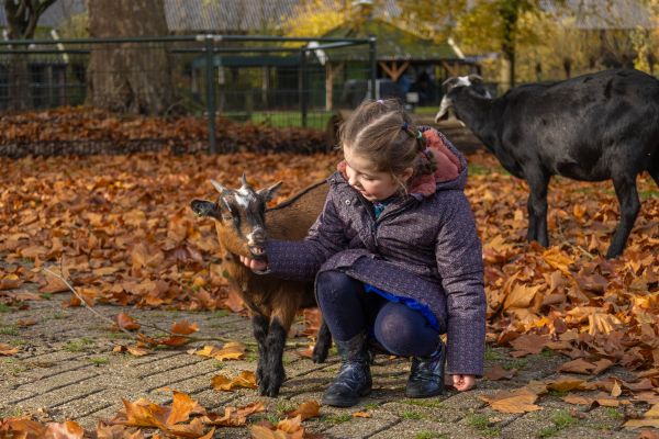 Landgoed Nienoord: Met de dieren spelen